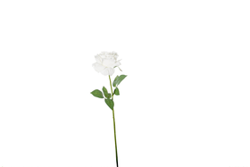 Do it + Garden Rose Fleur artificielle Rose Fleur artificielle Do it + Garden 659341100000 Photo no. 1