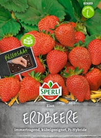 Sperli Erdbeere Elan Sementi di verdura Erdbeere Elan Sementi di verdura Sperli 650154500000 N. figura 1