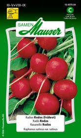 Samen Mauser Radies Rodos (Frührot) Gemüsesamen Radies Rodos (Frührot) Gemüsesamen Samen Mauser 650113605000 Inhalt 5 g (ca. 300-400 Pflanzen oder 3 m² ) Bild Nr. 1