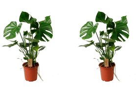 Faux philodendron monstera deliciosa (set de 2) Ø 19 cm Plante à feuilles décoratives Faux philodendron monstera deliciosa (set de 2) Ø 19 cm Plante à feuilles décoratives 650363100000 Photo no. 1