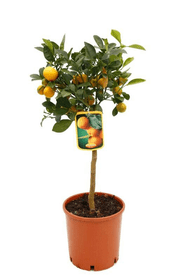 Citrus Calamondin Stamm Ø20cm Zitruspflanze 650350900000 Bild Nr. 1