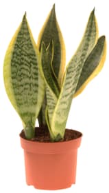 Sansevieria Laurentii