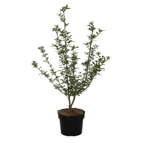 Liguster Ligustrum Vulgare 3l Heckenpflanze Liguster Ligustrum Vulgare 3l Heckenpflanze 650170900000 Bild Nr. 1