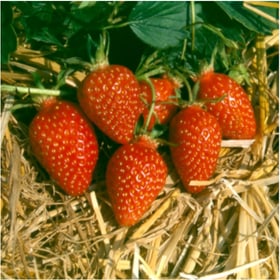 Fragola Gariguette da 6