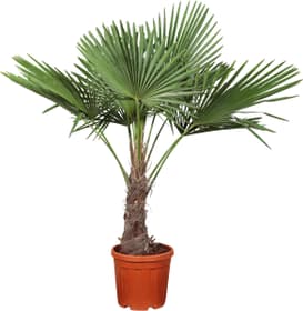 Trachycarpus