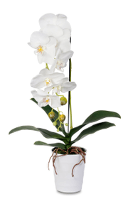 Do it + Garden Plante artificielle phalaenopsis crème Plante artificielle phalaenopsis crème Do it + Garden 658955900000 N. figura 1