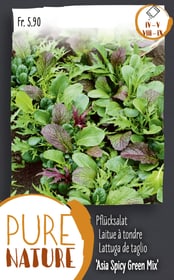 Do it + Garden Pflücksalat 'Asia Spicy Green Mix' 5g Gemüsesamen Pflücksalat 'Asia Spicy Green Mix' 5g Gemüsesamen Do it + Garden 287111100000 Bild Nr. 1