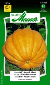 Samen Mauser Courge Dill's Atlantic Giant Semences de legumes Courge Dill's Atlantic Giant Semences de legumes Samen Mauser 650111801000 Contenu 10 graines (ens. 3 - 5 plantes ou 10 m²) Photo no. 1