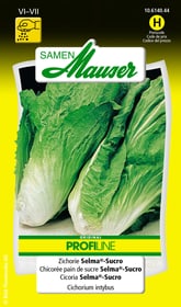 Samen Mauser Chicorée pain de sucre Selma®-Sucro Semences de legumes Chicorée pain de sucre Selma®-Sucro Semences de legumes Samen Mauser 650116405000 Contenu 1.5 g (env. 300 plantes ou 6 - 8 m²) Photo no. 1