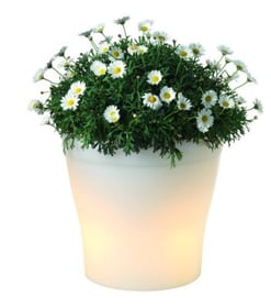 Beleuchteter Blumentopf Beleuchteter Blumentopf 42051080000008 Bild Nr. 1