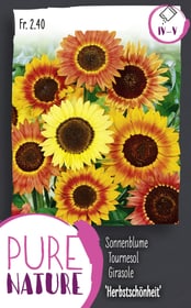 Do it + Garden Tournesol 'Beauté d'automne', Mix 2.5g Semences de fleurs Tournesol 'Beauté d'automne', Mix 2.5g Semences de fleurs Do it + Garden 287303300000 Photo no. 1