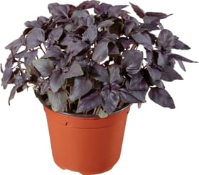 Bio Basilico rosso