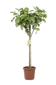 Ficus carica tiege