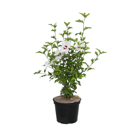 Hibiscus de jardin Hibiscus Redheart 5l Arbuste ornemental Hibiscus de jardin Hibiscus Redheart 5l Arbuste ornemental 650343000000 Photo no. 1