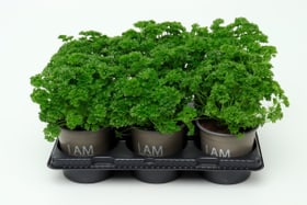 Bio Petersilie gekr. Petroselinum crispum (6er Set) im Übertopf Ø13cm Kräuterpflanze Bio Petersilie gekr. Petroselinum crispum (6er Set) im Übertopf Ø13cm Kräuterpflanze 650609400000 Bild Nr. 1