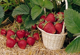 Fragola Thuriga da 6