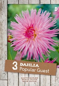 Dahlie Popular Guest, 3 stück Blumenzwiebel Do it + Garden 650200742000 Bild Nr. 1