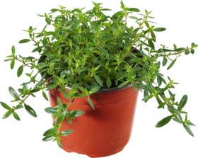 Bio Santoreggia