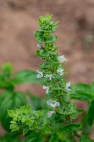 Basilic Génois Semences d’herbes arom. Living Seeds 650253400000 Photo no. 1