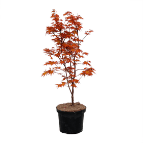 Erable palmé Katsura 4 l