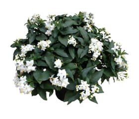 Solanum jasminoides