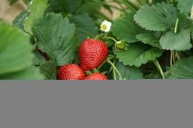 Fragola Thuchief da 6