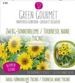 Maxi Garten Zwerg-Sonnenblume ‘Pacino‘ Semences de gourmet Do it + Garden 286923500000 Photo no. 1