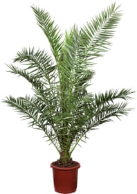 Phoenix canariensis