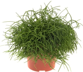 Rhipsalis Cassutha