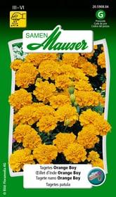 Samen Mauser Tagetes Orange Boy Blumensamen Tagetes Orange Boy Blumensamen Samen Mauser 650107508000 Inhalt 1 g (ca. 80 Pflanzen oder 5 - 6 m²) Bild Nr. 1