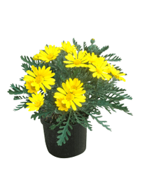 Euryops