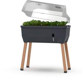 Gusta Garden Hochbeet SAMMY SALAD Starterset, Anthrazit Hochbeet Hochbeet SAMMY SALAD Starterset, Anthrazit Hochbeet Gusta Garden 785300179362 Bild Nr. 1