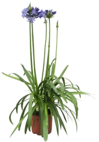Agapanthus bleu