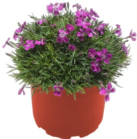 Dianthus Kahori 18cm
