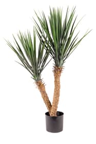 Yucca rostrata