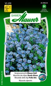 Myosotis des Alpes Boule bleue Semences de fleurs Samen Mauser 650105501000 Contenu 0.75 g (env. 100 plantes ou 5 m²) Photo no. 1
