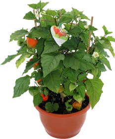 Physalis franchetii 13 cm