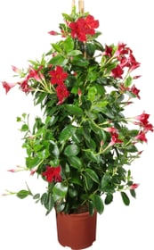 Dipladenia Pyramide