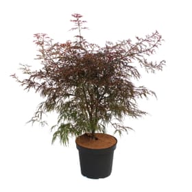 Japanischer Ahorn Acer Garnet 7l Ziergehölz Japanischer Ahorn Acer Garnet 7l Ziergehölz 650371500000 Bild Nr. 1