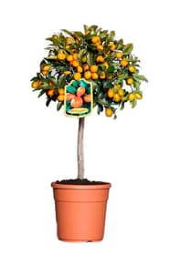 Kumquat Stamm