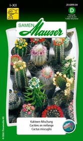 Cactus miscuglio