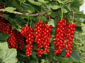 Ribes Rovada