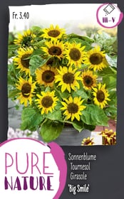 Do it + Garden Sonnenblume 'Big Smile' 2g Blumensamen Sonnenblume 'Big Smile' 2g Blumensamen Do it + Garden 287303100000 Bild Nr. 1