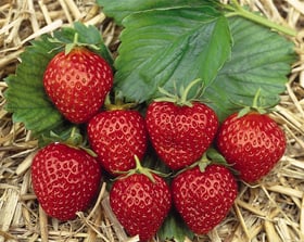 Fragola Mara des Bois