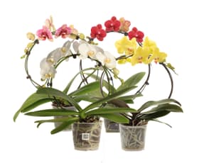 Phalaenopsis Arche 12cm