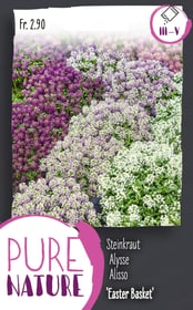 Do it + Garden Steinkraut 'Easter Basket', Mix 0.25g Blumensamen Steinkraut 'Easter Basket', Mix 0.25g Blumensamen Do it + Garden 287303500000 Bild Nr. 1