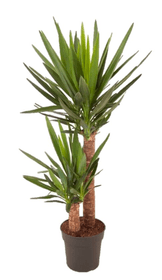 Palmier yucca, Ø 21 cm Plante verte 650359400000 Photo no. 1