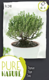 Do it + Garden Thymian Sommer einjährig 0.5g Kräutersamen Thymian Sommer einjährig 0.5g Kräutersamen Do it + Garden 287122000000 Bild Nr. 1