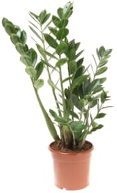 Zamioculcas