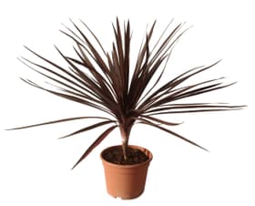 Cordyline australis